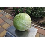 Дижон F1 10000 семян белокочанной капусты, Libra Seeds, Нидерланды